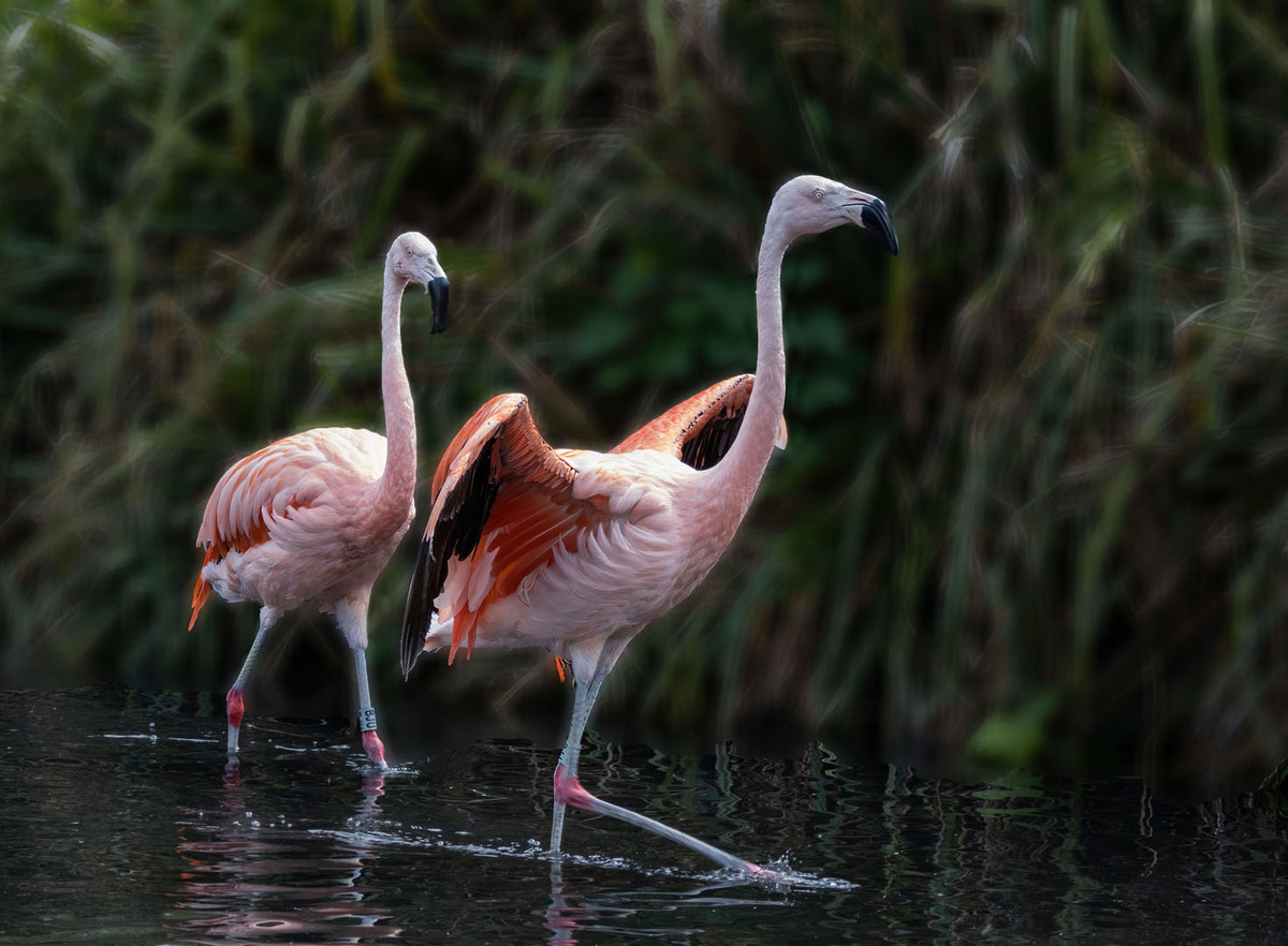 05 Flamingos